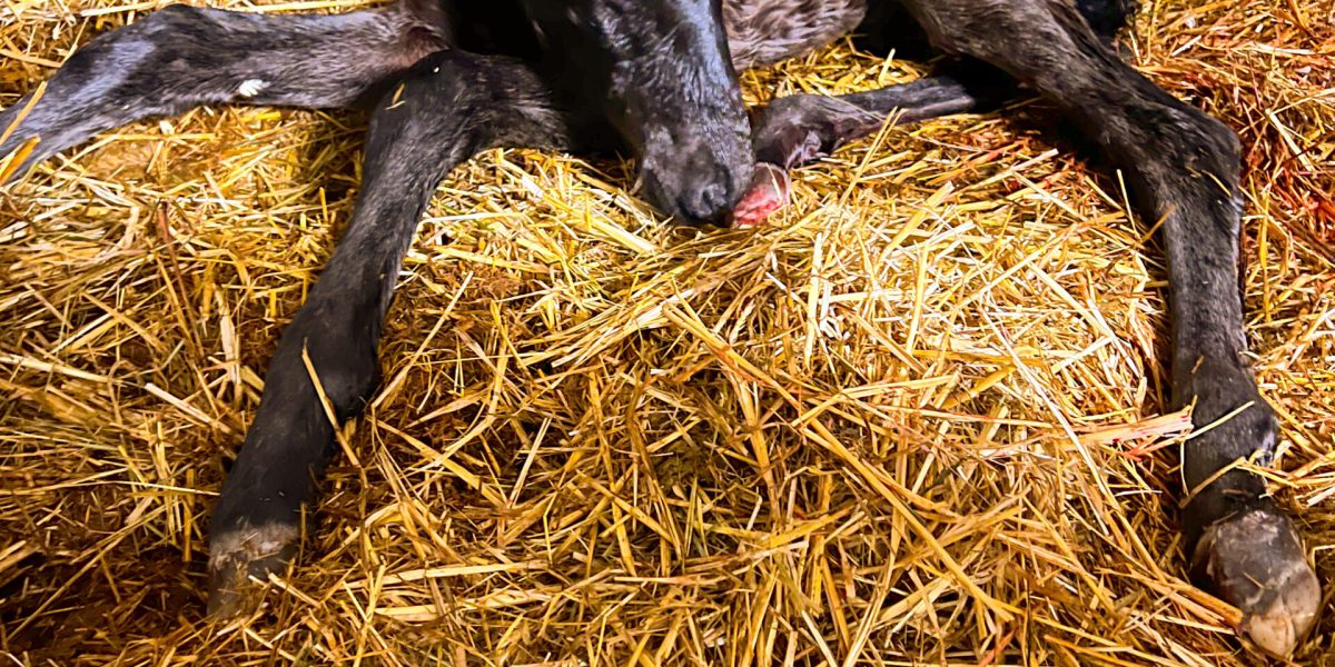 Clarillo de Revel ZD Geburt 10 April 2023